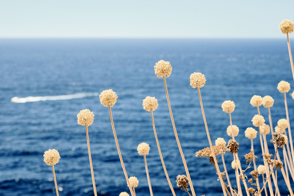 Dried wildflowers overlooking the Mediterranean Sea on a cliff off the coast of Dénia