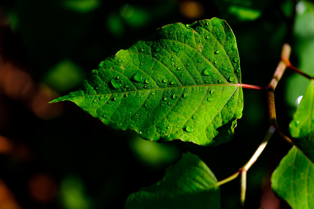 Green leaf with water drops at dawn in the natural environment of Dénia